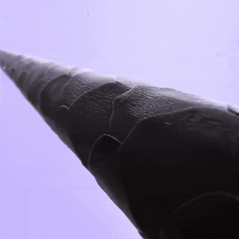 Pro Ionic Curling Brush